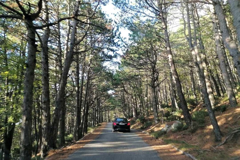 Biokovo-Nature-Park-forest.jpg