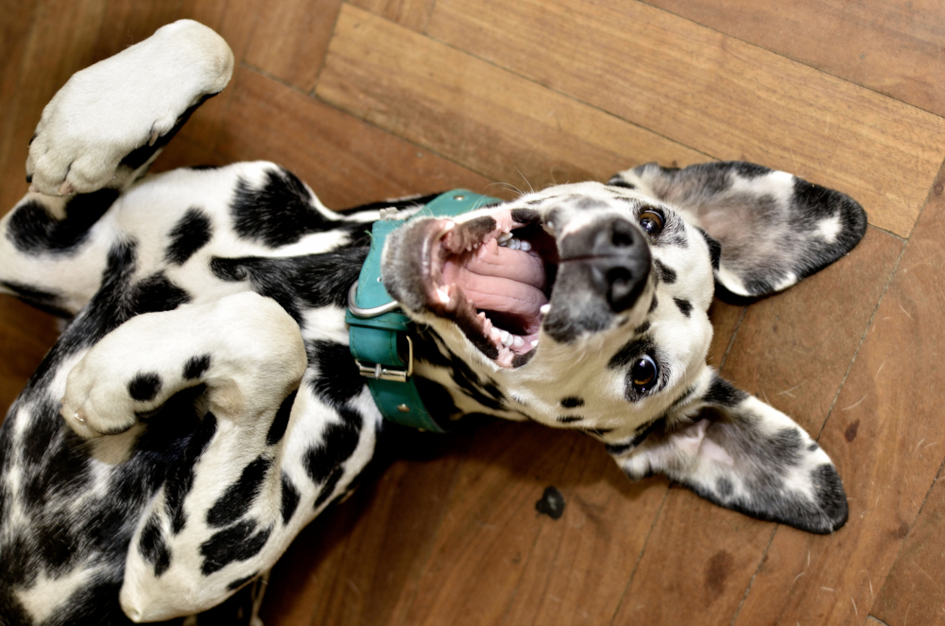 Dalmatian_dog.jpg