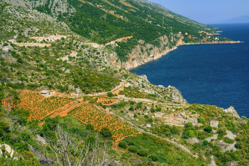 Vineyards, southern coast of Hvar island, west of Sveta Nedjelja, Croatia.jpg