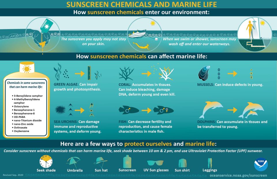 noaa-coral-sunscreen.jpg