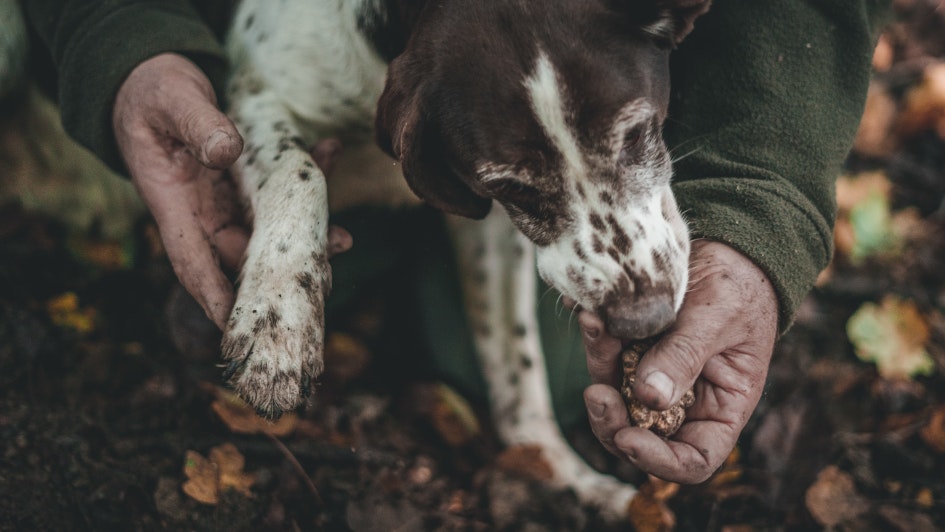 truffle-search-istria-croatia.jpg