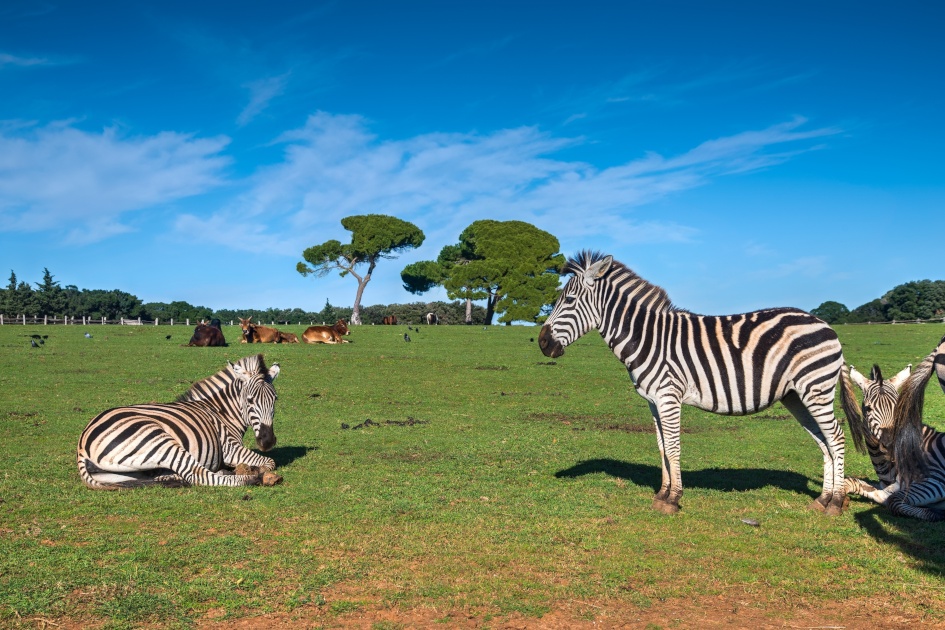 north-adriatic-brijuni-national-park-fauna-secret-adriatic.jpg