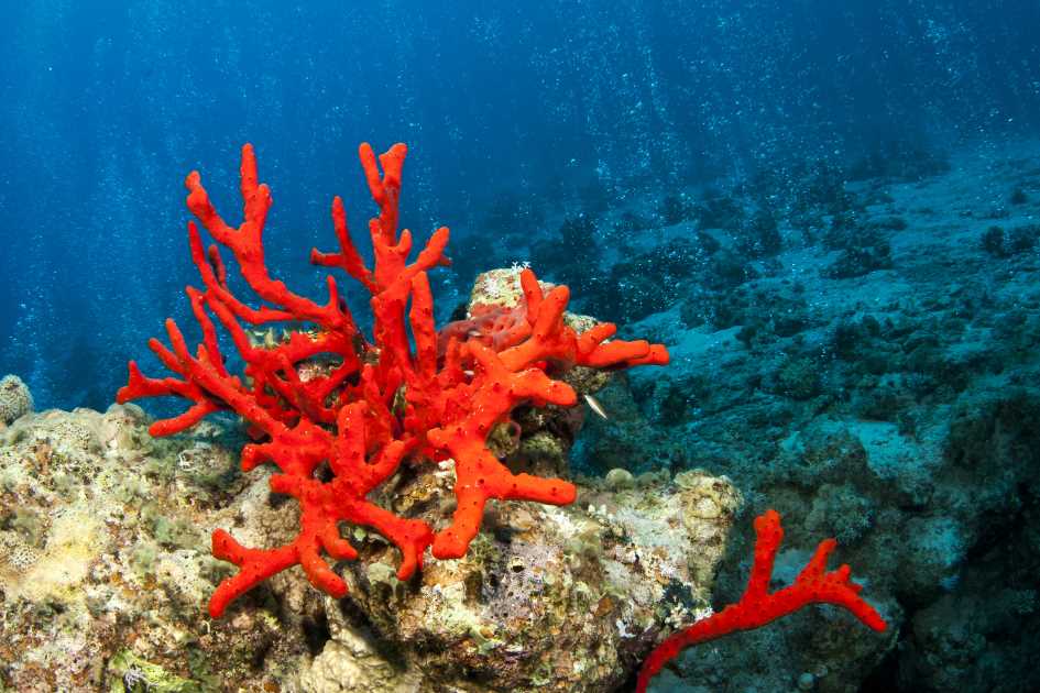 red-corals-zlarin-croatia.jpg