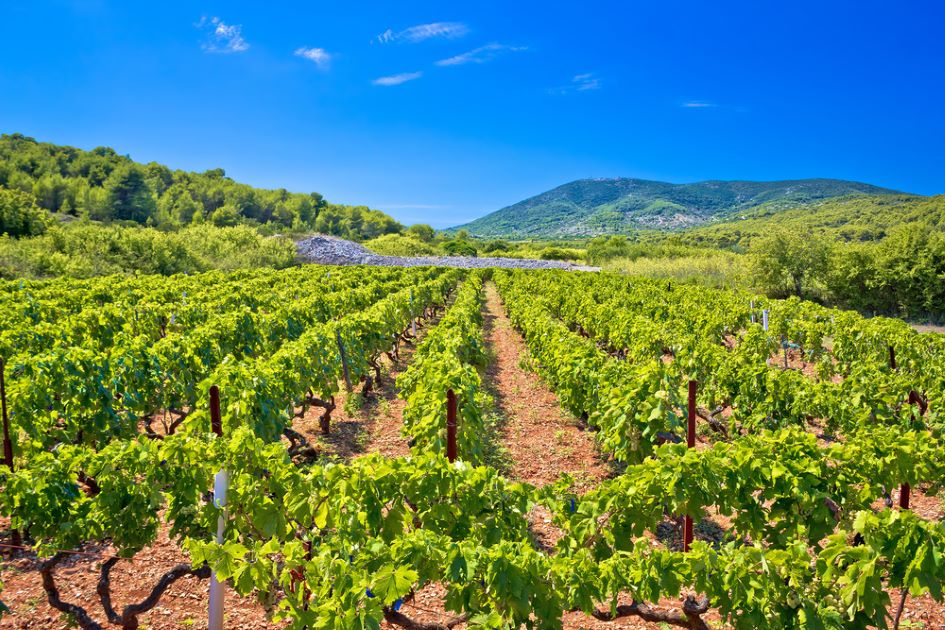 vineyards-vis-island-middle-dalmatia-croatia.jpg