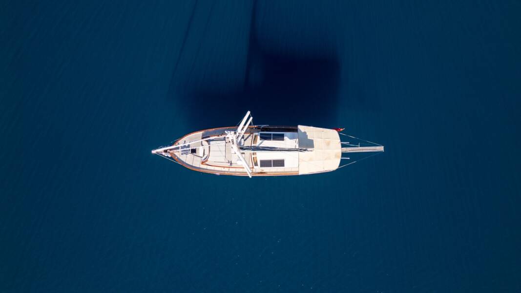 Carpediem coral Carpe Diem Coral