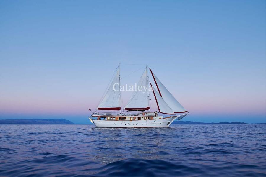 Cataleya Cataleya