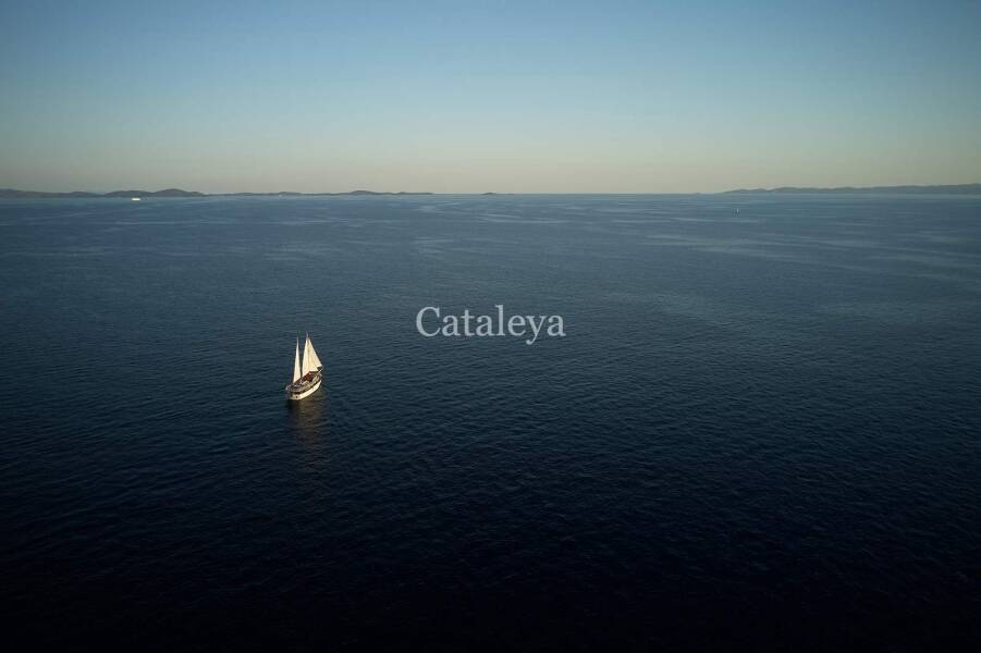 Cataleya Cataleya