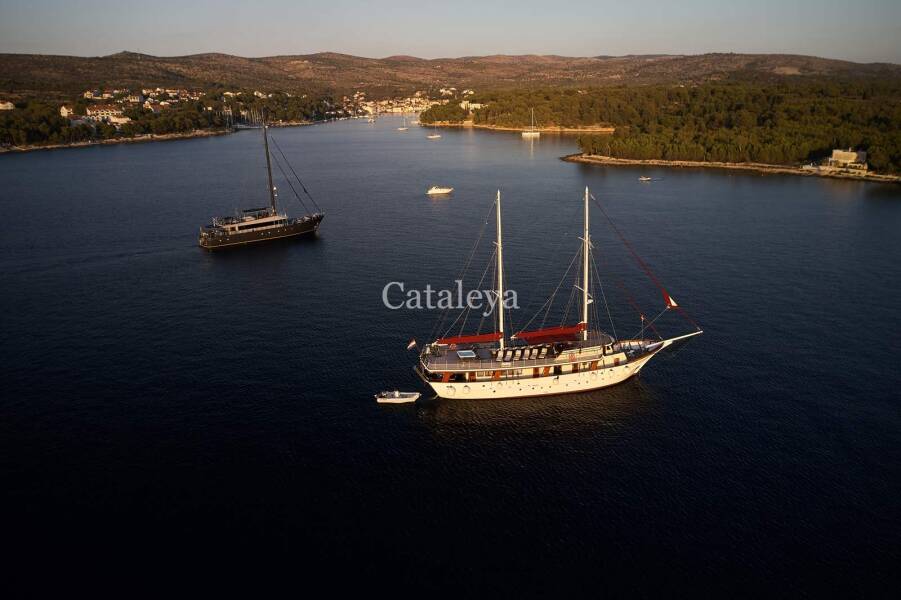 Cataleya Cataleya